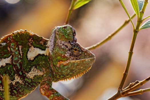 Chameleon on the leaf (Chamaeleo calyptratus)