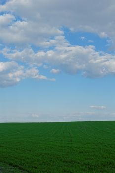 green wheat field under the blue cloudy sky