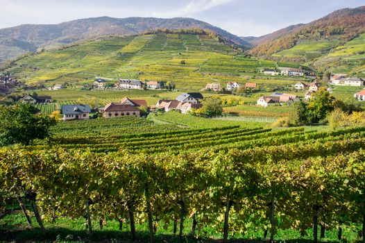 Vine Hills taken in Wachau, Lower Austria