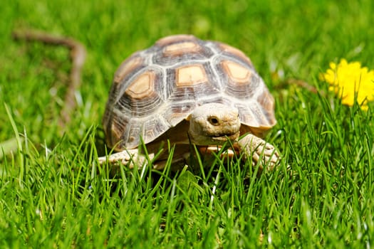 African Spurred Tortoise (Geochelone sulcata) in the garden