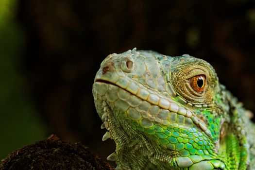 portrait about a green iguana on the tree