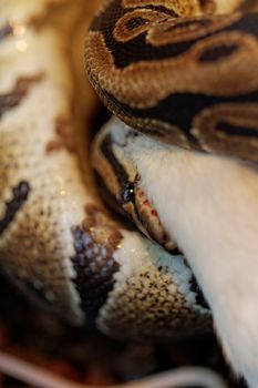 ball python eating one white mouse
