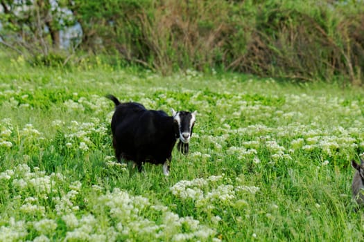 Goats grazing in the meadow