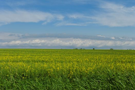 green wheat field under the blue cloudy sky