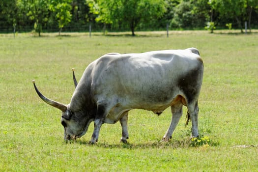 Ruminant Hungarian gray cattle bull on grass