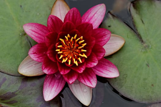 closeup about purple water lily on the small Lake