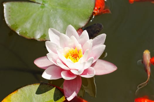 pink water lily in the lake with goldfish