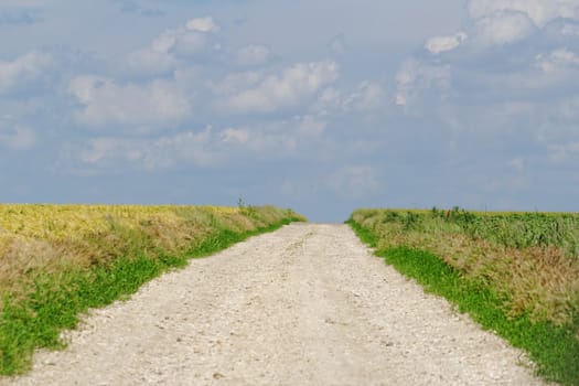 white road between two agricultural fields