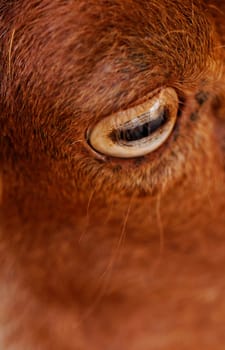 close up picture about yellow goats eye