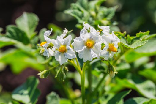 The potato bush blooming with white flower