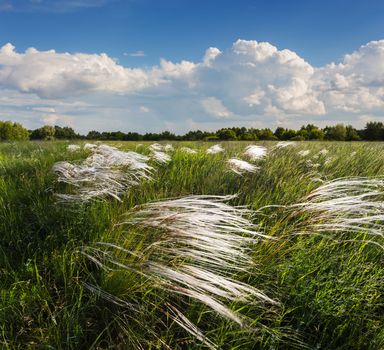 Feather grass  in wind at sunset in the green field