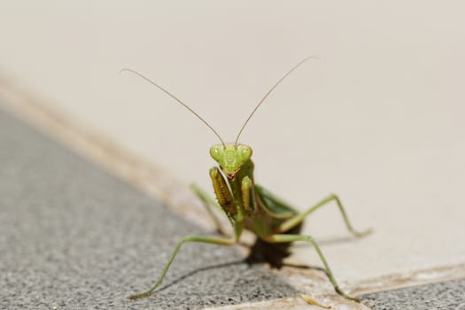 huge green praying Mantis on the floor (Mantodea, mantises, mantes)
