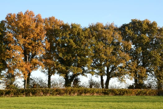 Trees turning to fall colours at the edge of a lush farm field