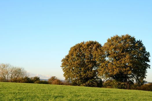 Lush green pasture with two mature oak trees on a sunny autumn day