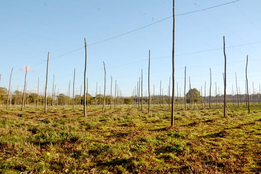 Autumn view of the empty poles and wires of a hop garden in Kent