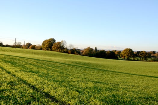 Lush green farm field in warm autumn sunlight