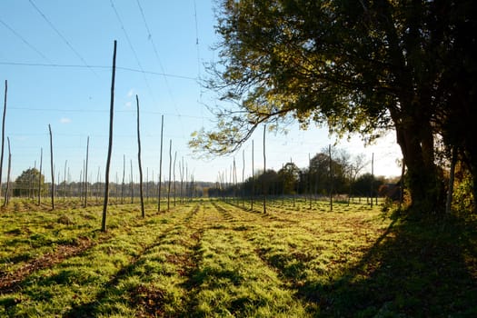 Empty hop garden in Kent, lit by autumn sunlight and edged by a large oak tree