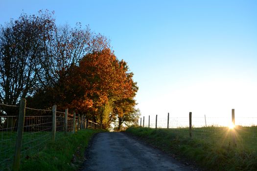 Path leading uphill to sunlit autumn trees as the sun sets beyond the hill