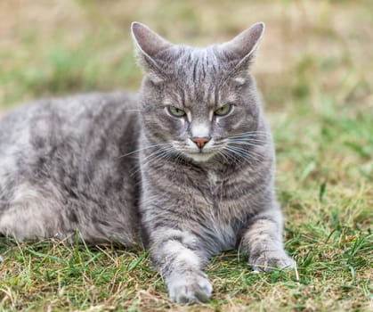 close image of an ash gray kitten playing outdoors