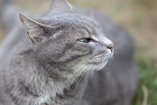 close image of an ash gray kitten playing outdoors