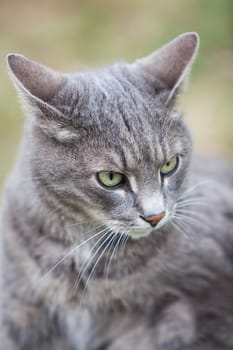 close image of an ash gray kitten playing outdoors