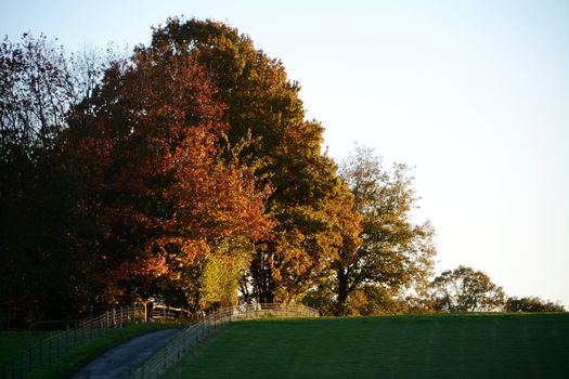Autumnal maple and oak trees on a hilltop lit by the setting sun