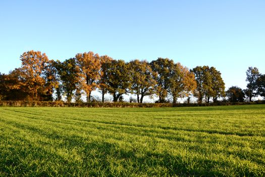 Autumnal trees edge a farm field in Kent, England