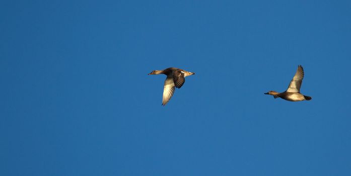 Two pochard ducks flying in deep blue sky by sunset