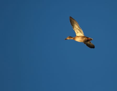 Female mallard duck flying into deep blue sky by sunset