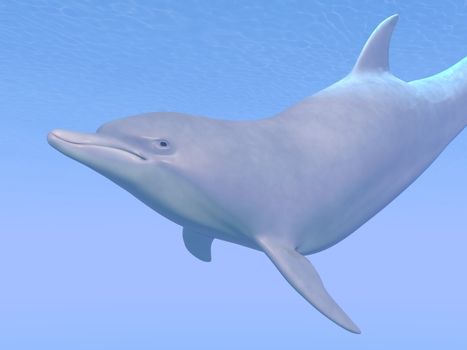 One beautiful dolphin looking at you underwater