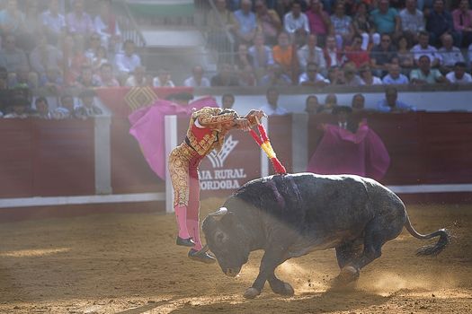 Antonio Ferrera putting flags a Victorino, Pozoblanco, Cordoba province, Andalusia, Spain