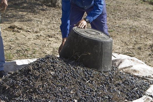 A farmer dumps olives in a heap, Jaen, Spain