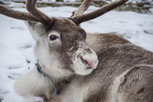 A reaindeer lying on the snow covered ground