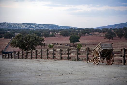 Carriage of wood, Spain