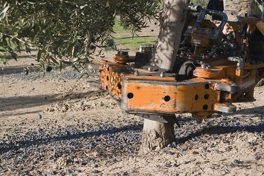 Vibrating machine in an olive tree, Jaen, Spain