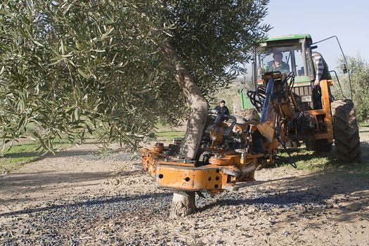 Vibrating machine in an olive tree, Jaen, Spain
