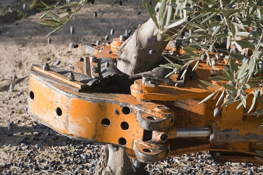 Vibrating machine in an olive tree, Jaen, Spain