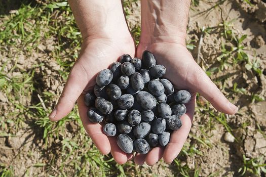 hands take a fistful of black olives, Jaen, Spain