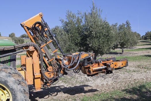 Vibrating machine in an olive tree, Jaen, Spain