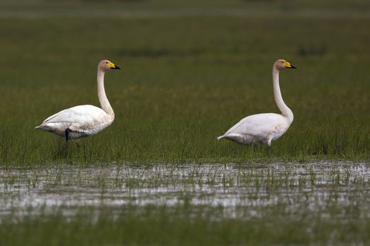 Whooper Swans in the wild on the water.