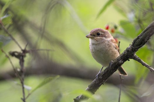 Red-backed Shrike in the wild, in the forest.