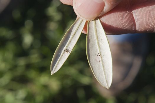 olive leaf infected by "repilo", The repilo is a disease caused by the fungus Cycloconium oleaginum and is regarded as the mycosis of the olive tree more widespread in all regions of Spain and the rest of the olive grove countries