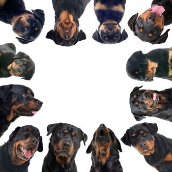 group of rottweiler in front of white background