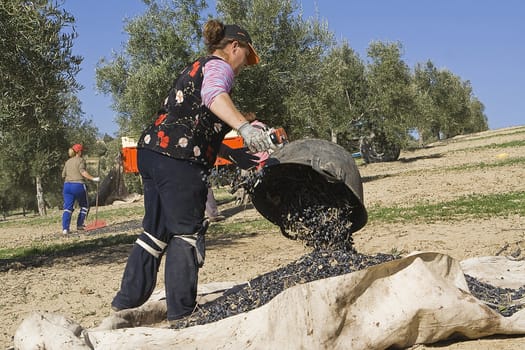 A farmer dumps olives in a lot, Jaen, Spain