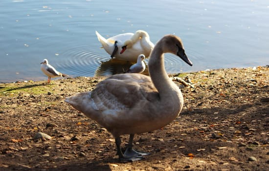 An image of a Juvenile Mute swan.