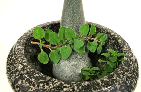 Mortar and pestle with freshly picked oregano from the garden.