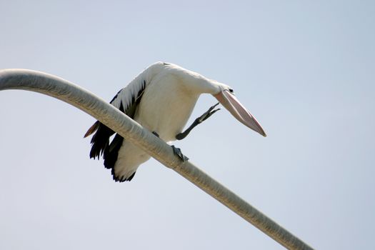 Large pelican standing and preening itself on a perch.