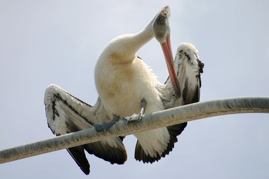 Large pelican standing and preening itself on a perch.