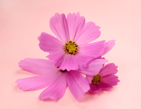 Beautiful pink cosmos flowers freshly picked from the garden.