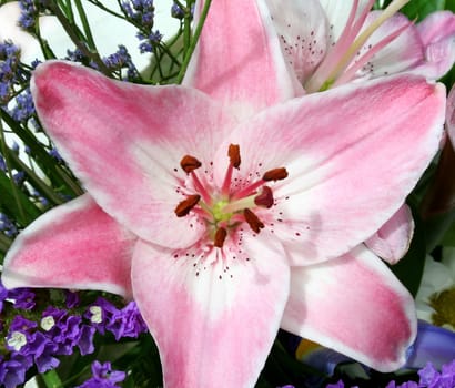 Beautiflul pink lily as the centerpiece of a flower arrangement.